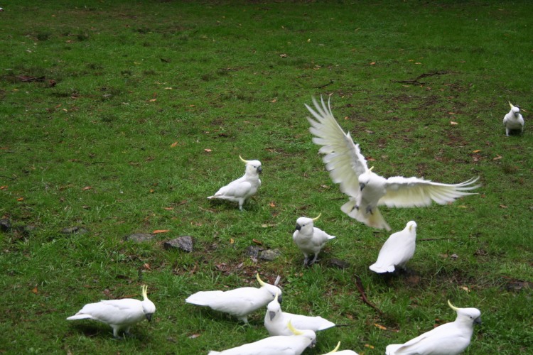 Cockatoos (wildlife) in sports mode.