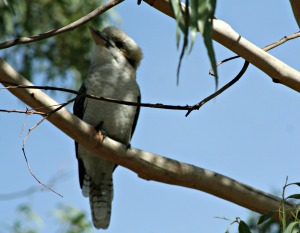 Kookaburra sits in the old gum tree...