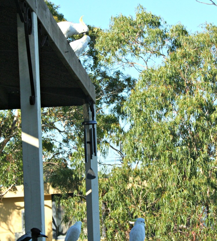 Visiting Cockatoos